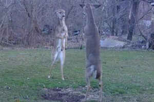Two Kangaroos Caught On Trail Camera